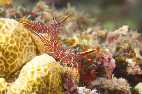 Camel Shrimp