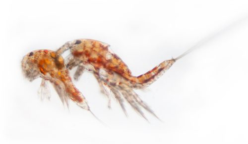 Reef Copepods