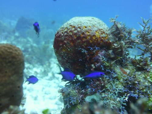 Orange Ball Sponge