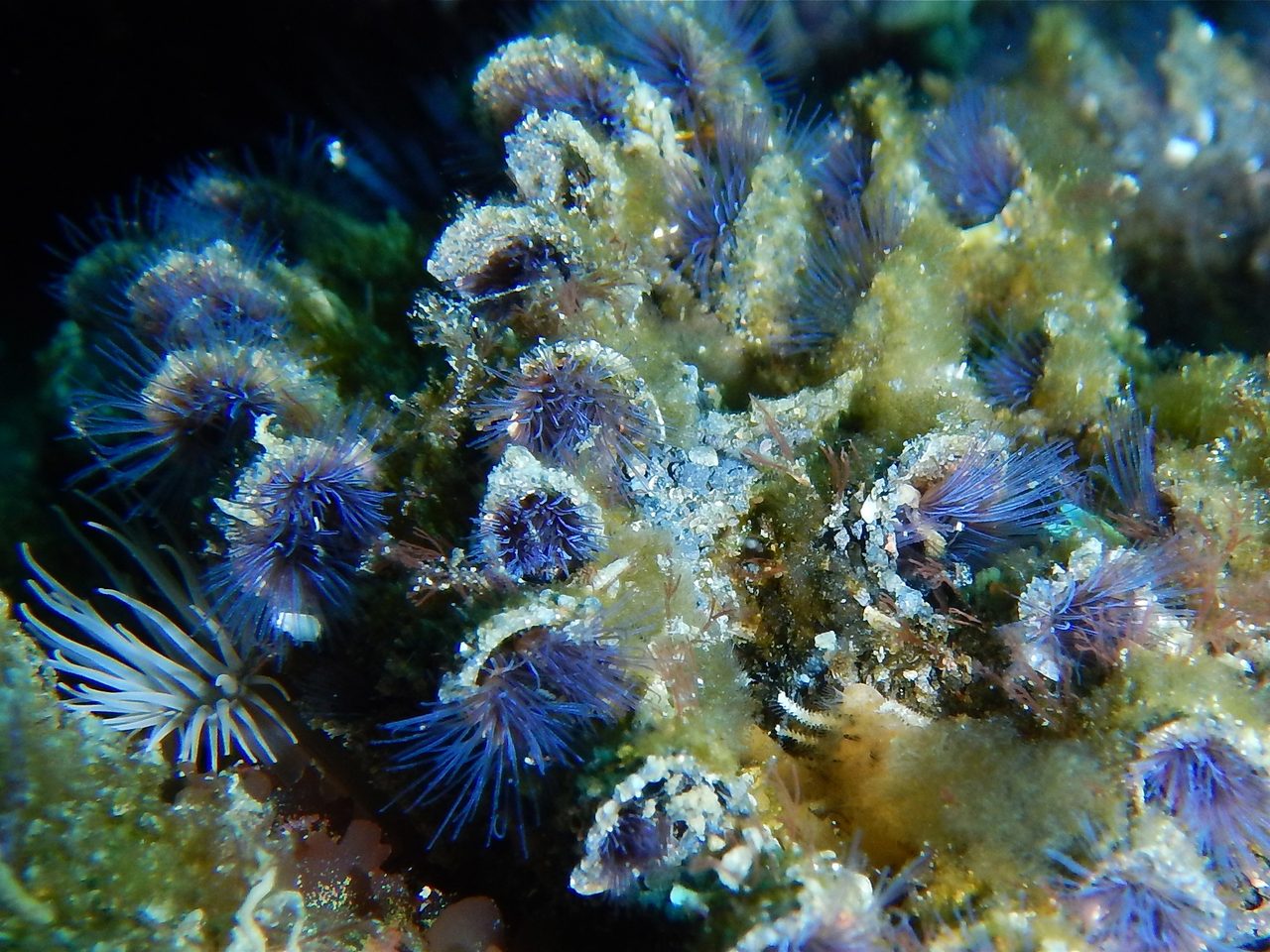 Tube Worm