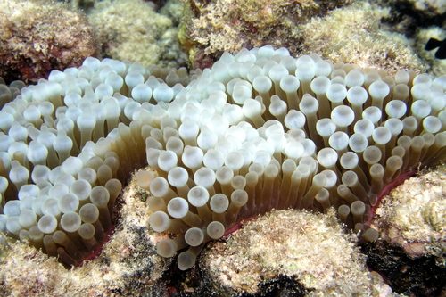 Bubble Tip Anemone