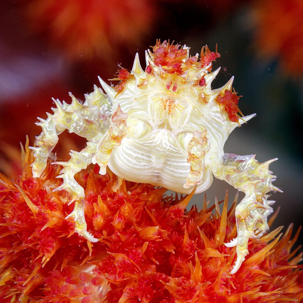 Acropora Crab