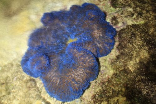 Carpet Anemone