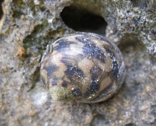 Nerite Snail