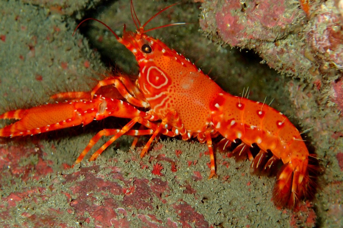 Reef Lobster