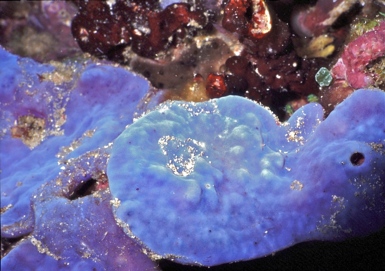 Photosynthetic Sponge