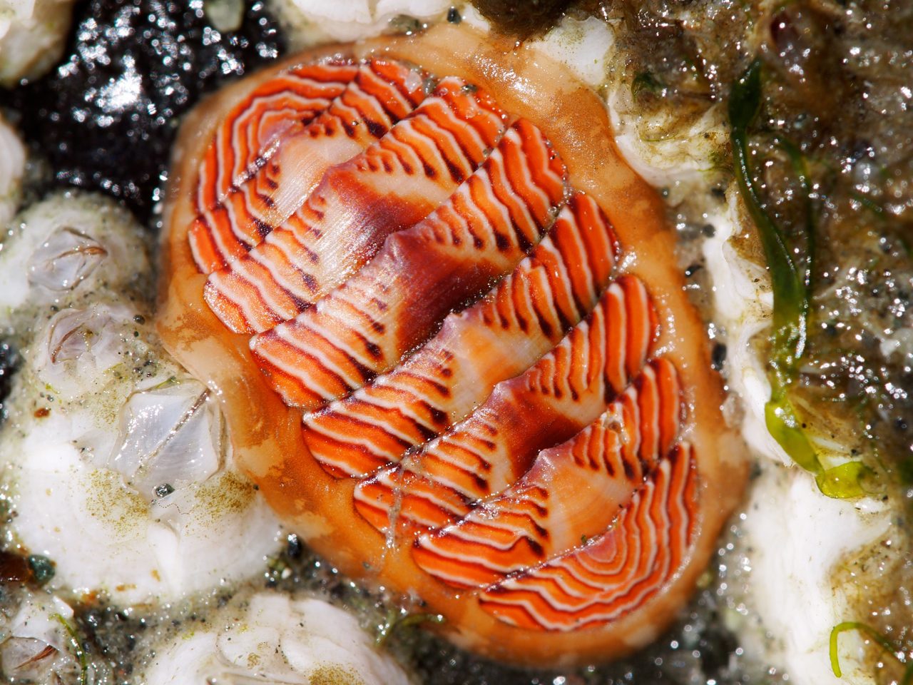 Chiton
