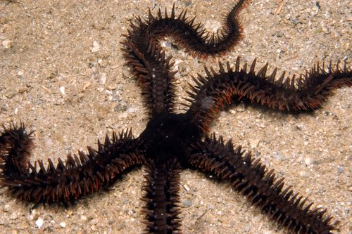 Tiger Striped Serpent Star
