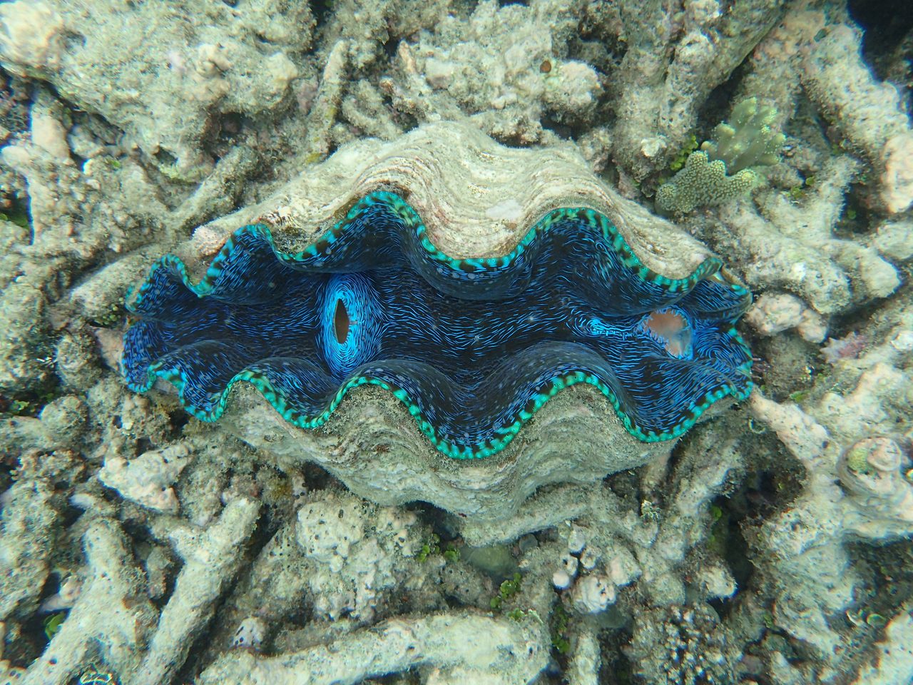 Derasa Clam