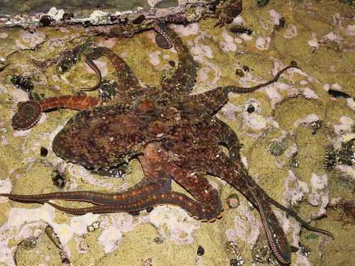 Octopus