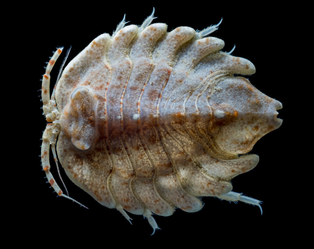 Barnacle