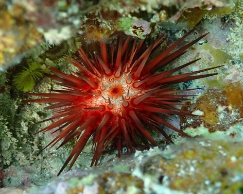Rock-Boring Urchin