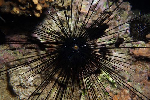 Long-Spined Urchin