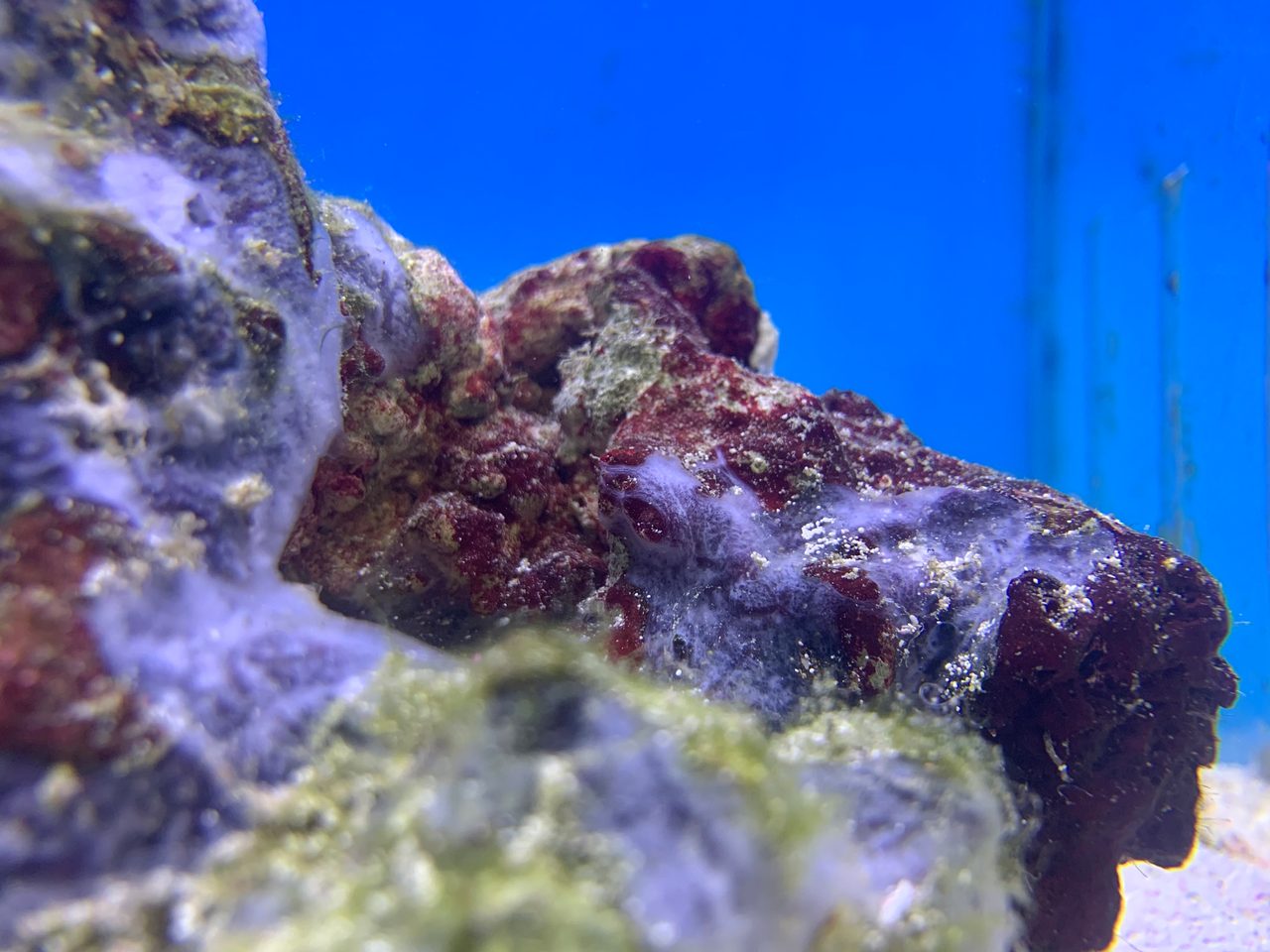 Encrusting Sponge