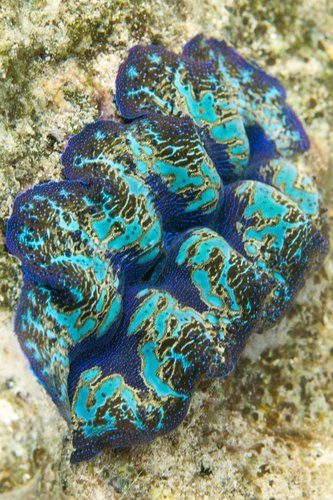 Crocea Clam