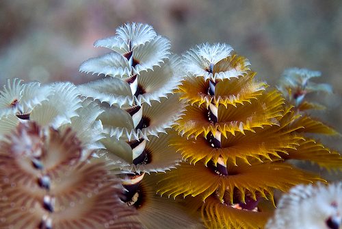 Christmas Tree Worm