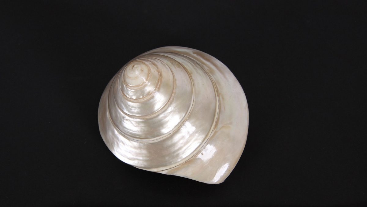 Trochus Snail