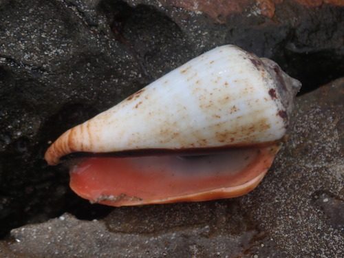 Tiger Conch Snail