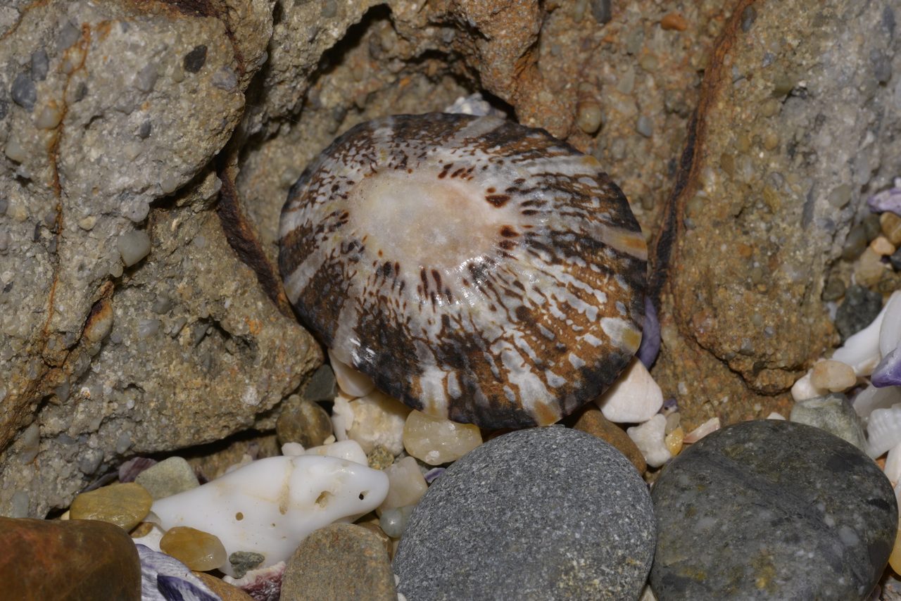 Limpet