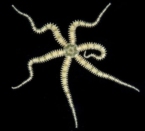 Mini Brittle Starfish