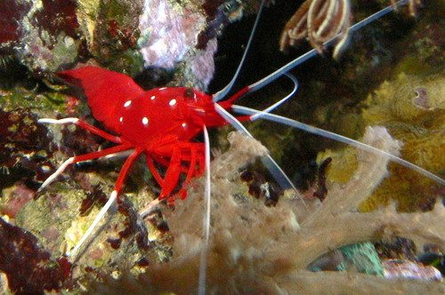 Fire Shrimp
