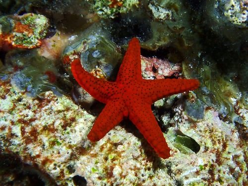 Red Mesh Starfish