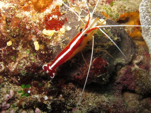Cleaner Shrimp