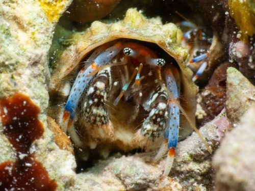 Blue Leg Hermit Crab