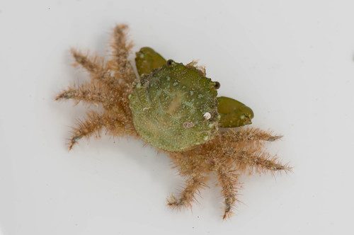 Emerald Crab