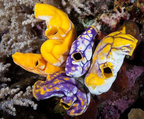Sea Squirt