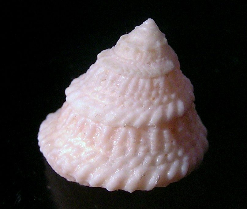 Astrea Snail