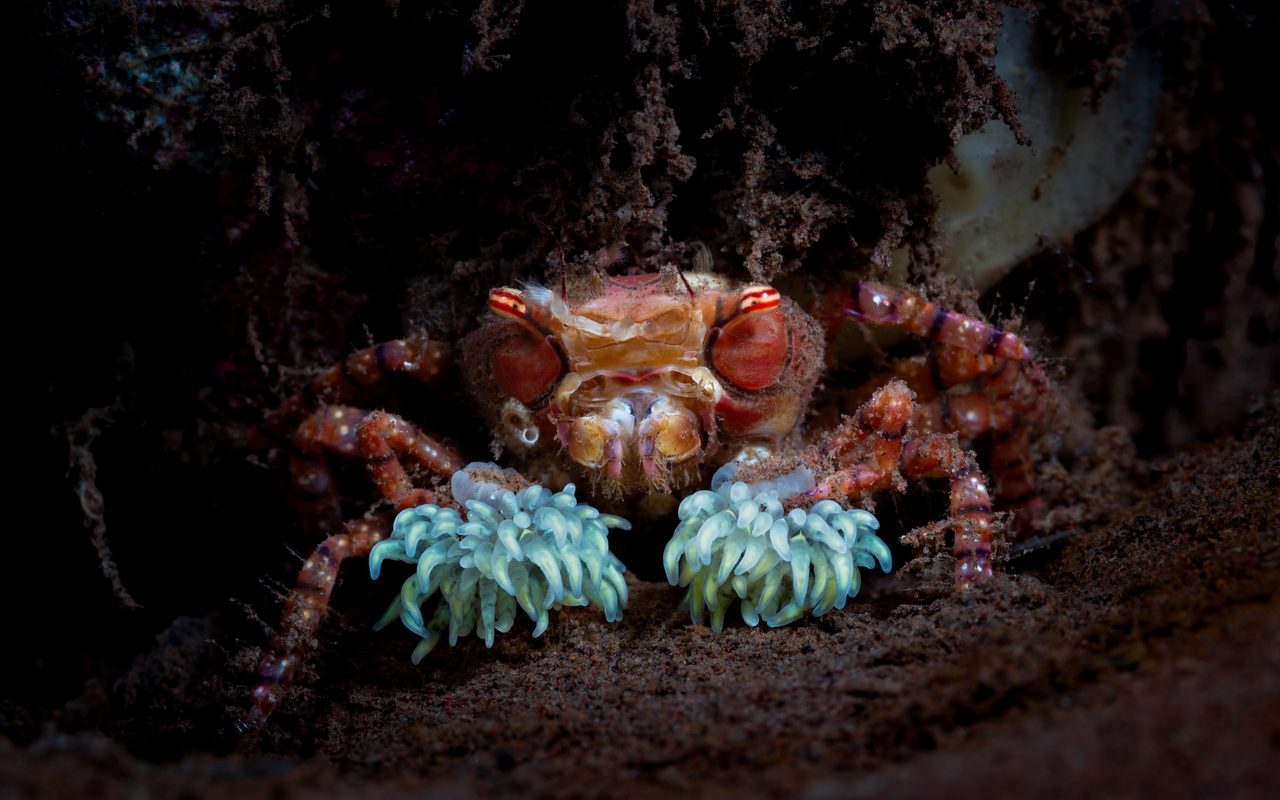 Gorilla Crab