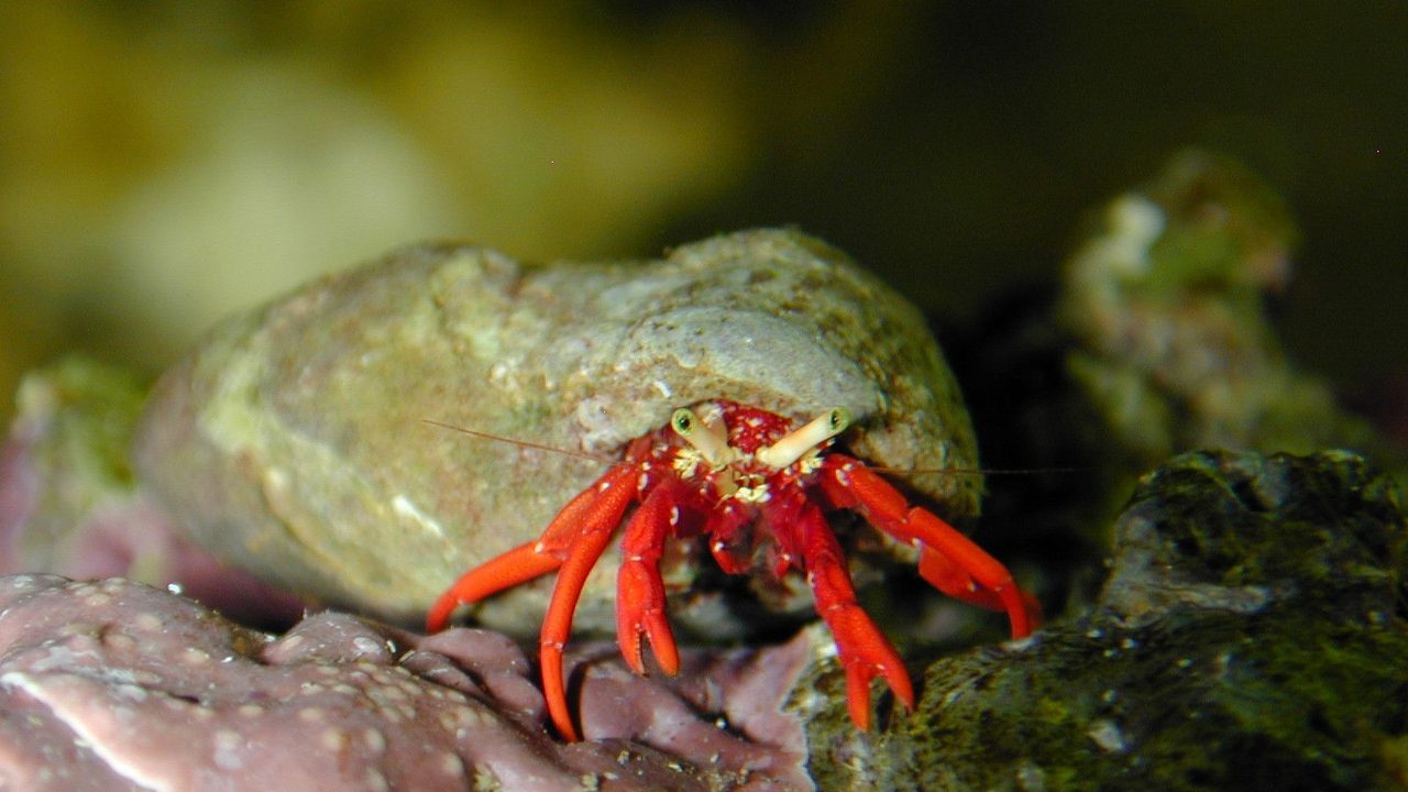 Red Tip Hermit Crab