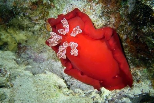 Spanish Dancer