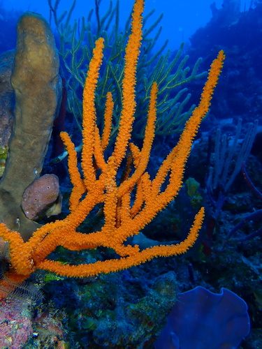 Red Tree Sponge