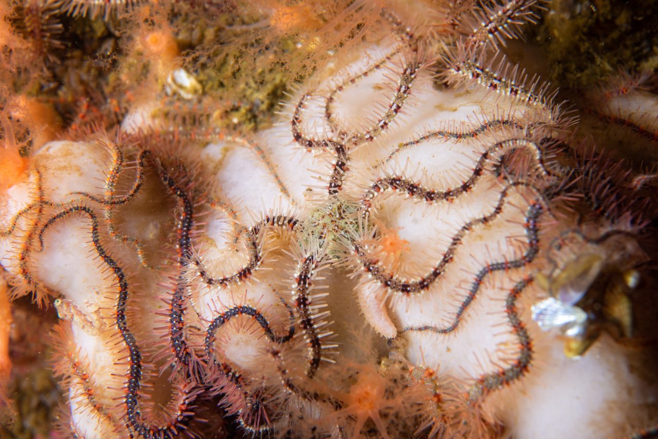 Common Brittle Star
