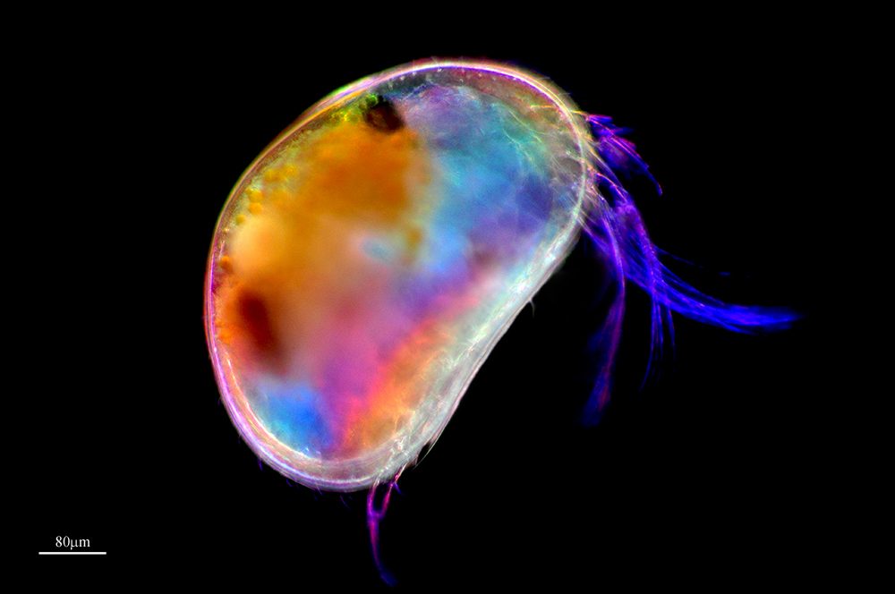 Seed Shrimp