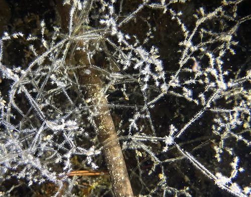 Encrusting Bryozoan
