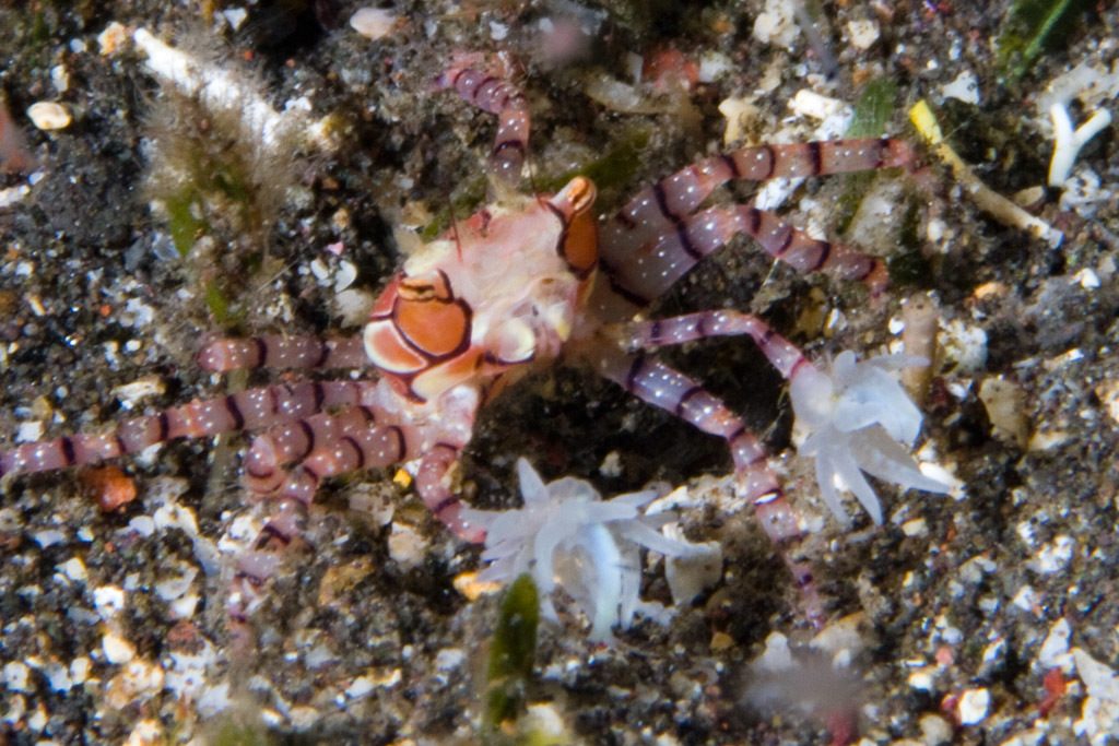 Pom-Pom Crab