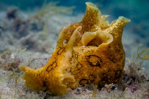 Sea Hare