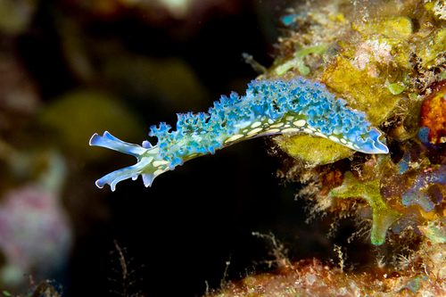 Lettuce Sea Slug
