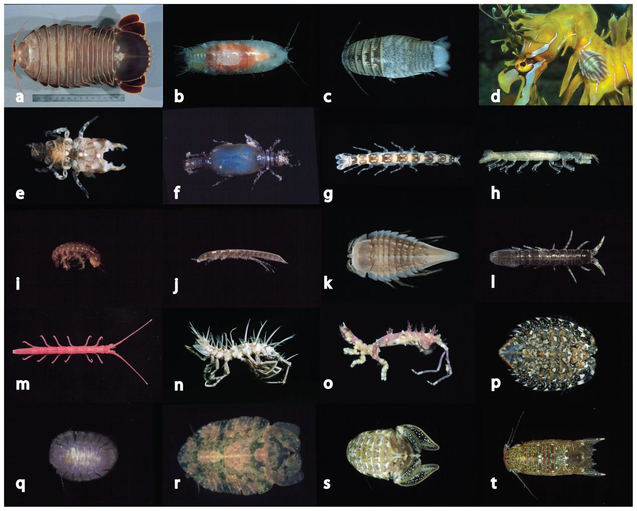Isopods