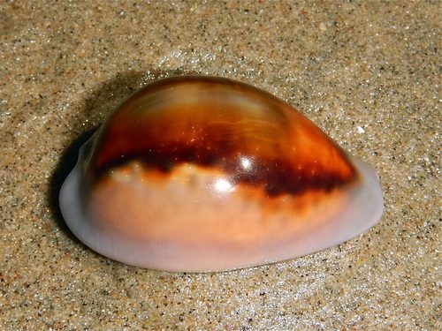 Cowrie