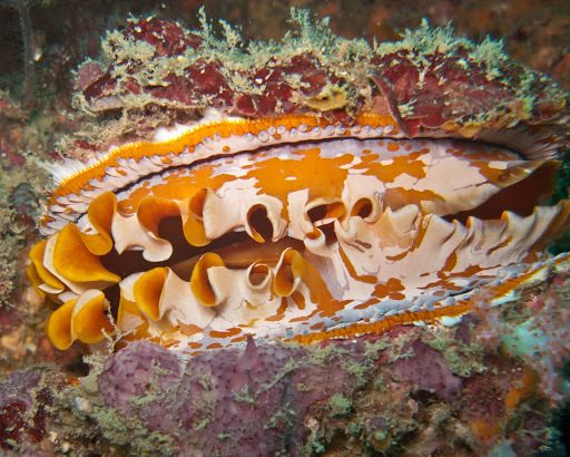 Oyster