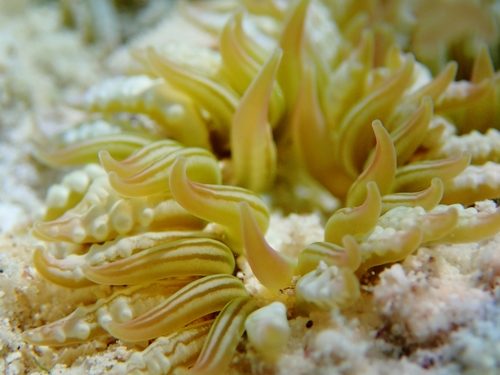 Rock Flower Anemone