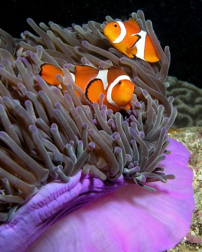 Magnificent Anemone