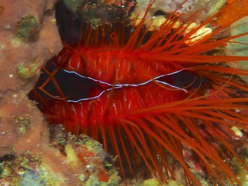 Flame Scallop